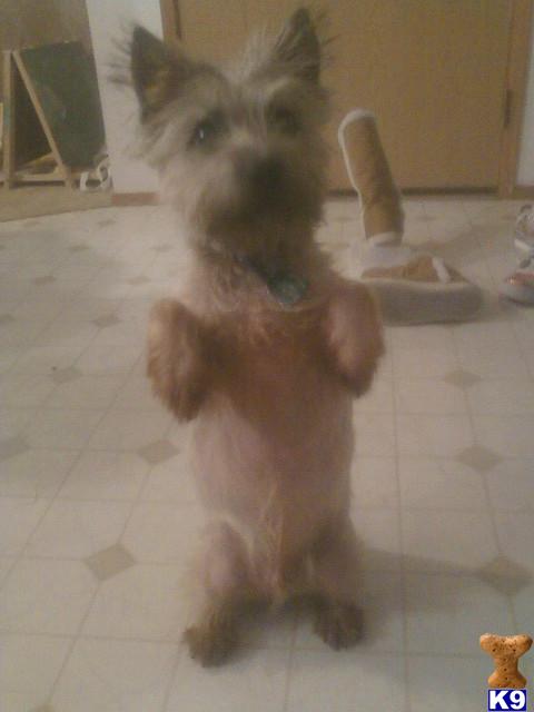 Sparky