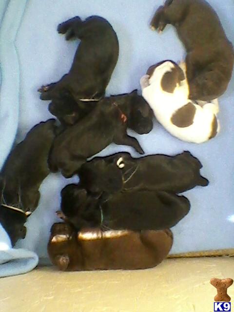A-La-Rounds AKC Dual Sired German Shorthair Pointer Litter