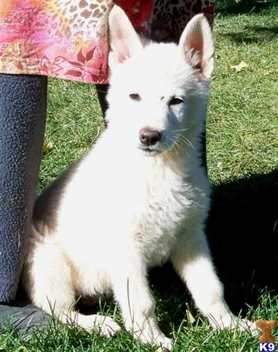 GORGEOUS WHITE HYBRID PUPPIES FOR SALE