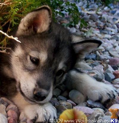 GORGEOUS LAYLA - WOLF PUPPY FOR SALE