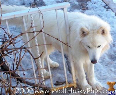 KING KIBA HAS GORGEOUS WHITE WOOLY WOLF PUPS COMING