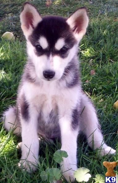 ARIAH - SLEEK ALASKAN MALAMUTE TIMBER HYBRID