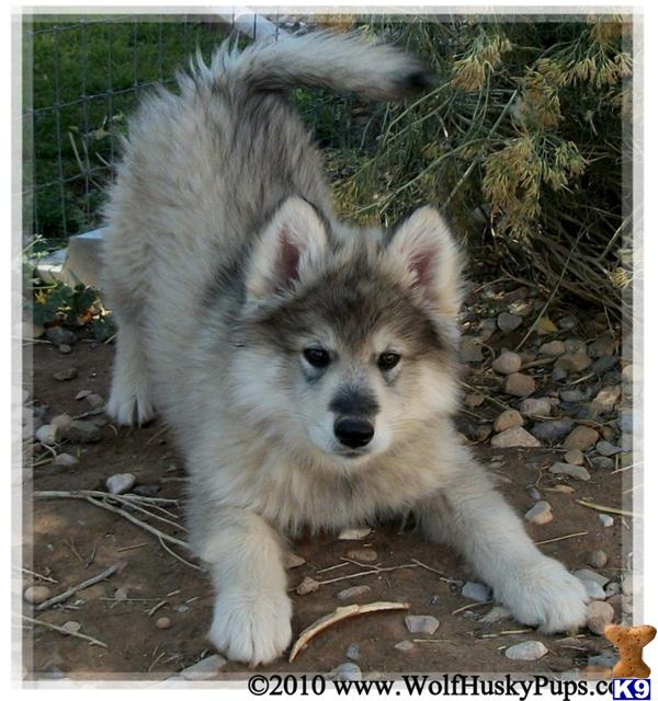 LONG HAIRED WOOLLY WOLF HYBRID