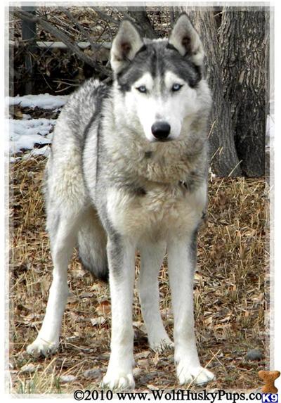 SHILA AND KING KIBA WOLF PUPS BORN
