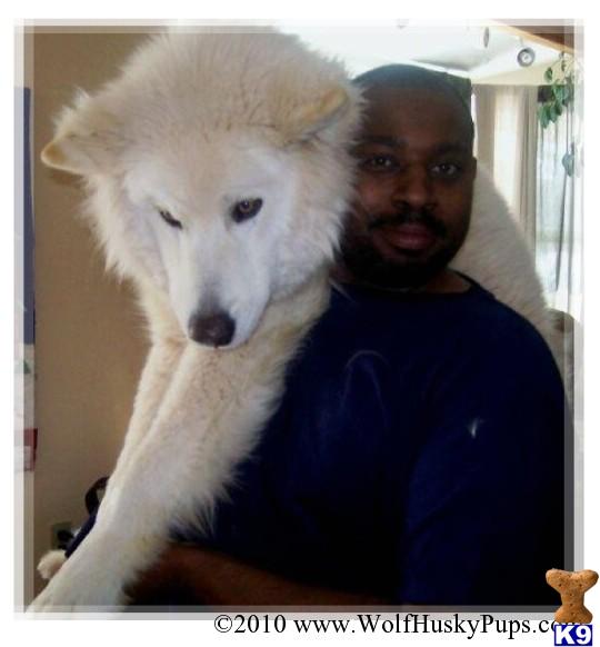 WHITE MALAMUTE HYBRIDS - FAMILY RAISED