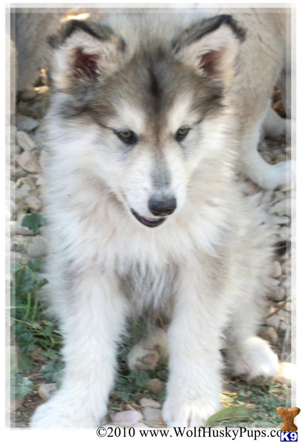 wolamute puppies for sale canadian eskimo puppies for sale models picture wolamute puppies for sale canadian eskimo puppies for sale models picture