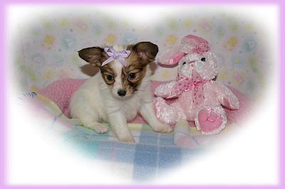 MARTA -- Tiny Papillon girl