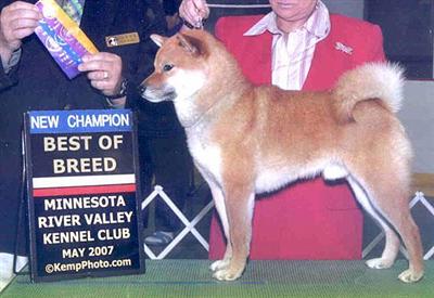 AKC/INT Ch. Morninngstar Shintaro Chousei