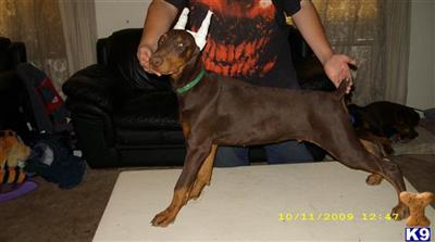 AKC DOBERMAN PUPPIES CH. LINES