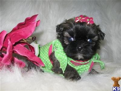  Stunning Super Tiny Shih-Tzu Puppys  www.puppypatch.net