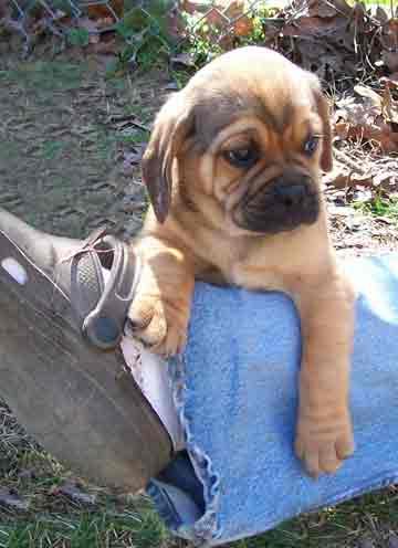 Puggle puppies