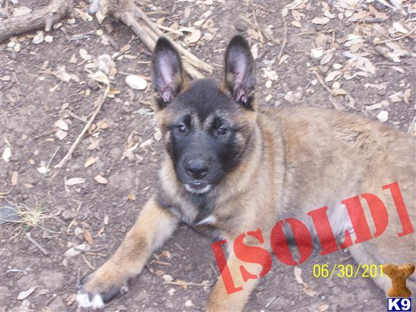 Akita Puppies Available- Puppy G
