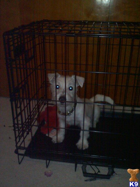4 month old male westie for sale