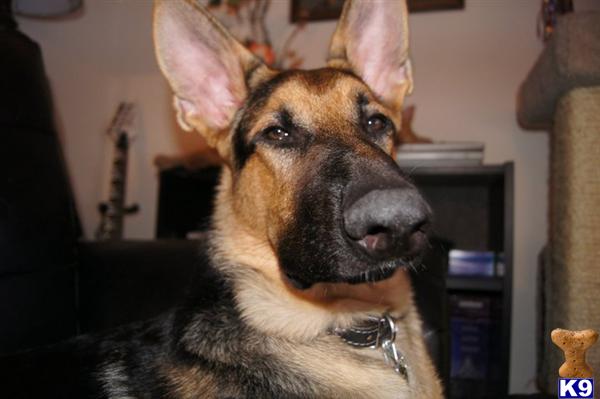 Kaydin Shadow