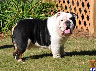 Angus