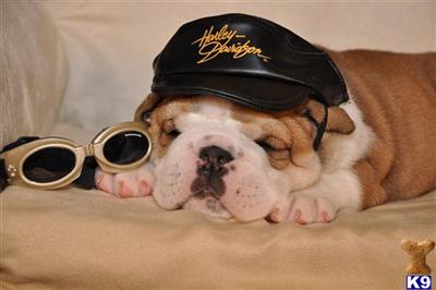 English Bulldogs