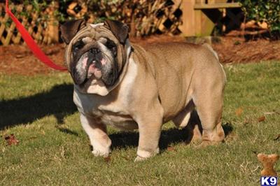 Tonka
