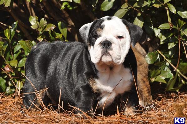 Puppychase Kennels