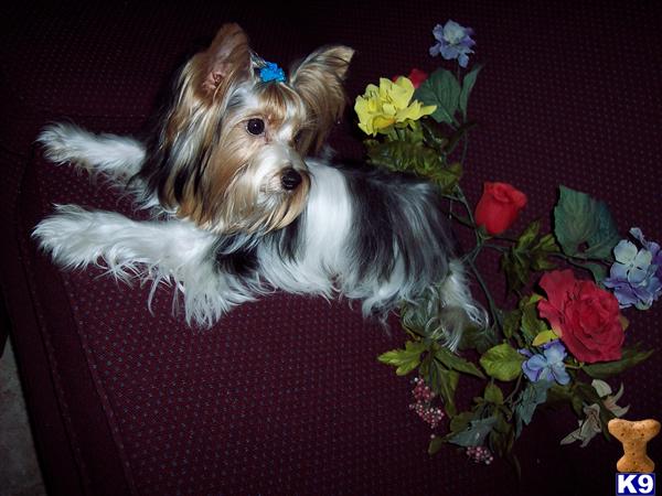 BIEWER YORKSHIRE TERRIER WINSTON IBC CHAMPION BLOODLINES