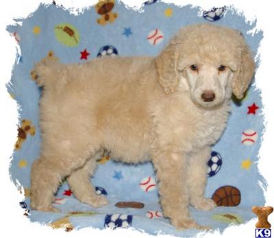 AKC Standard Poodle Male Maverick - Available November 21st