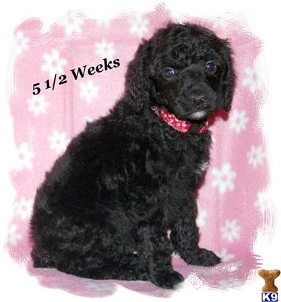 AKC Standard Poodle Female Akira - Available November 21st