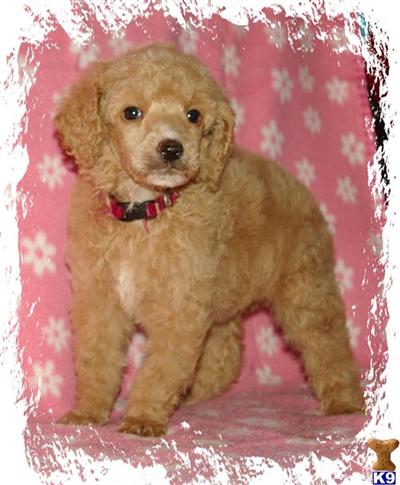 AKC Standard Poodle Female Bella - SOLD to Tim in NY