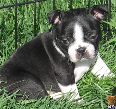 Beautiful AKC Boston Pups 