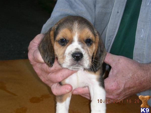 AKC Champion Sire and Dam Show Beagle Puppies
