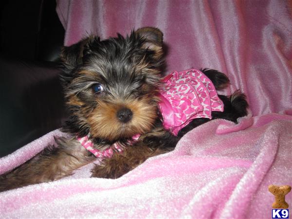 Belle - Beautiful Yorkie from AKC Champion Lines
