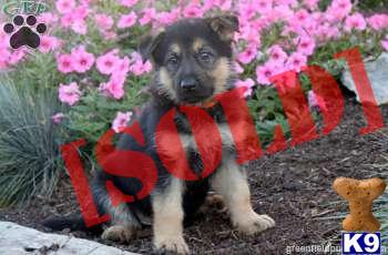 German Shepherd / Rosalee 