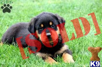 Jake - Rottweiler Male - Shipping Available