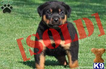 Hunter - Rottweiler Male - Shipping Avaialble