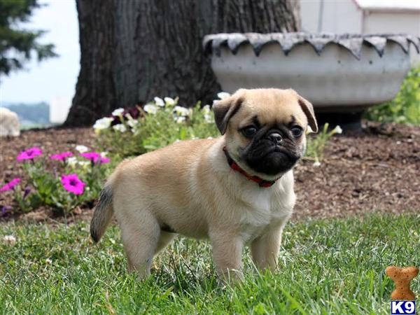 pug mix breeds list mixed breed puppy for sale dixie pug mix 4 years pug mix breeds list mixed breed puppy for sale dixie pug mix 4 years