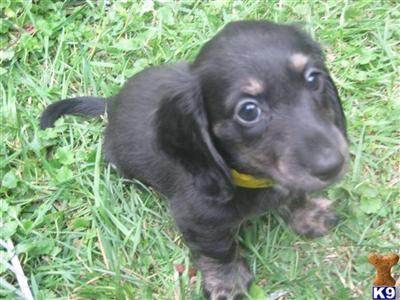 AKC Miniature Dachshund Puppies