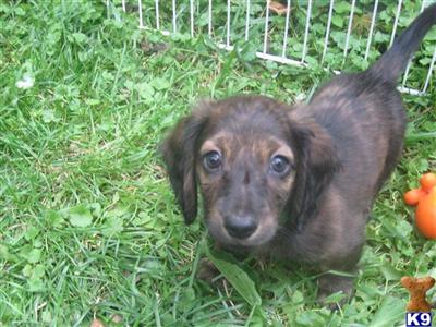 Female Miniature Dachshund Pups 