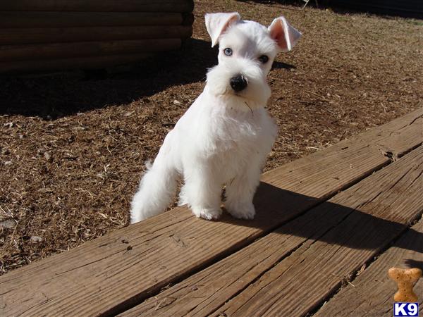 schnauzer puppies for sale in ga document moved schnauzer puppies for sale in ga document moved