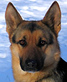 German Shepherd Puppies in Connecticut  |  vom Wunderhund