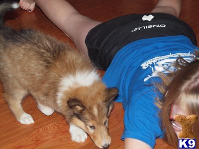 We raise healthy, happy collies