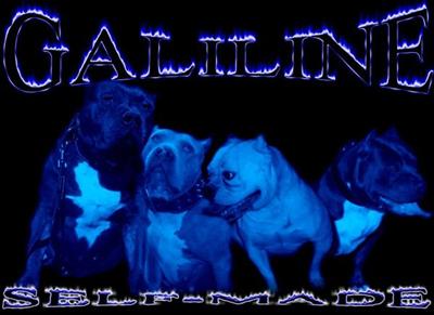 UKC PR XL BLUE PITBULL 100 lbs 24hdswww.bluepits.ws