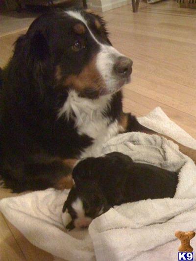 Bernese puppies 