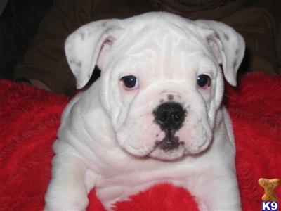 English Bulldog Christmas Puppies