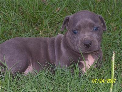 Blue pitt bull puppies 