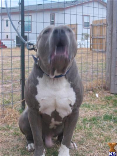 Big Head and Big Bone Puppies True 100 lbs
