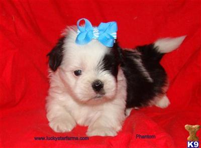 shih-tzu puppy Phantom