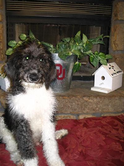 LabradoodlesParti F1B