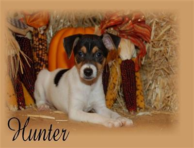 Toy Fox Terriers