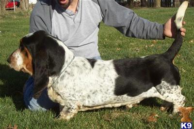 Ch Max - Sired by 3x National Champ, 