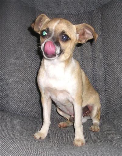 Buster