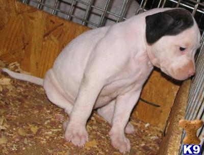 Female Puppy