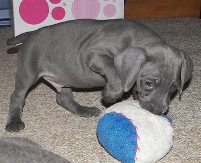 AKC  Weimaraner Puppies Blues  Silver